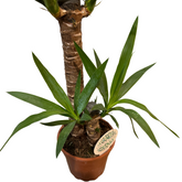 Yucca - Arborele vieții